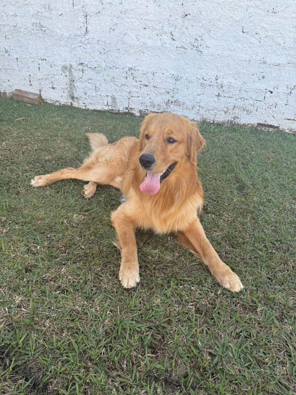 Cachorro acolhido no Quintal Canino