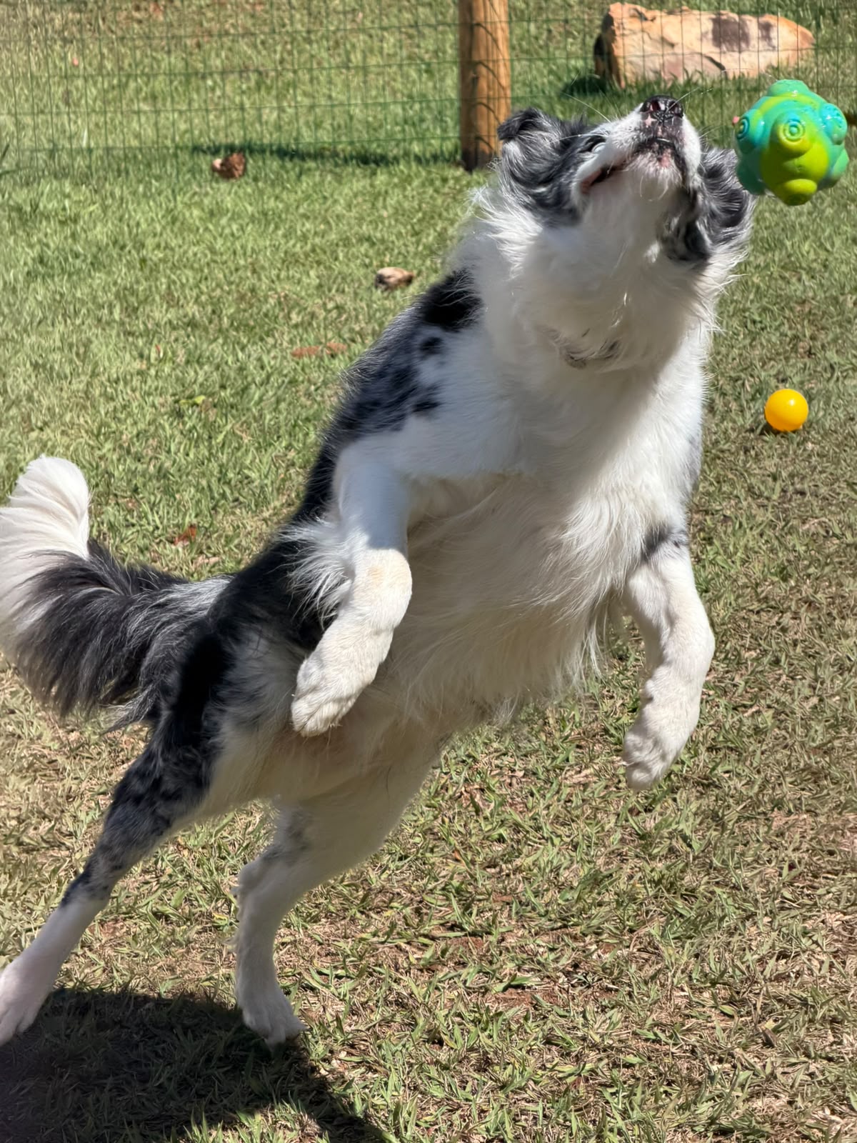 Cachorro feliz no Quintal Canino
