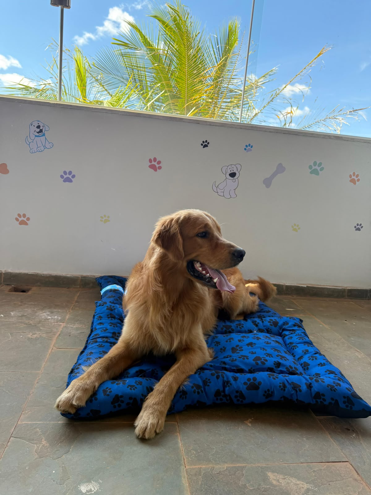 Hotel para cães